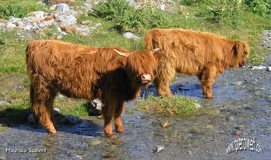 11 Forse è in ferie la parrucchiera.JPG